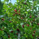 보리수 산장 이미지