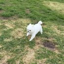 세종애견훈련소 | 🐾 유성구 강아지 호텔 추천📦｜세종애견훈련소에서 로제가 머물고 있어요!