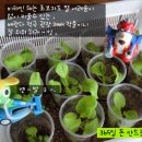 식탁위의텃밭 이미지
