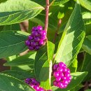 호아네김밥만두 이미지