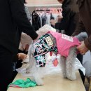 라우프독 이미지