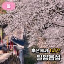 박달재전통시장 | 경남 벚꽃 명소 밀양읍성 밀양 가볼만한곳 실시간 개화