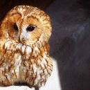 부엉이 이미지