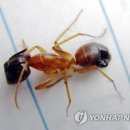 불개미 매일경제