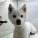 ABC동물병원 이미지