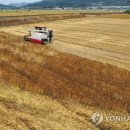 보리들녘 연합뉴스