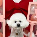 이쁘개귀엽개 이미지