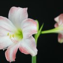 Hippeastrum cv.‘Angel Plap&#39; (엔젤 플랩 &#39;) 이미지