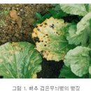 배추 - 병해(질병) 검은무늬병(흑반세균병) 이미지