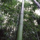 칠갑산자연휴양림 이미지