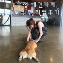 하오쿠 | 부산 송정 애견카페, 하오쿠(HAOKOO) 후기, 사진많음