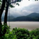 벚나무길 이미지