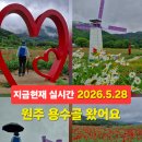 동아들녘 | 원주 가볼만한곳 용수골 꽃양귀비축제 실시간 (2026.5.28)