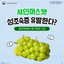 성샤인 티스토리