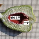 왕모람 Ficus pumila L.(수꽃주머니) 이미지