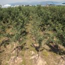 알프스 농장 이미지