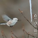 고드름 끝에 맺힌 물 한방울을 마시는 흰머리 오목눈이 이미지