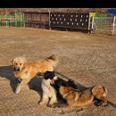 메이저 애견훈련학교 이미지