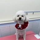 루틴펫살롱 이미지