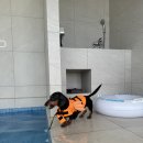 위클라드 커플 풀빌라 | 경주 위클라드 애견 풀빌라 Poolvilla7(커플) 열일하고 짧휴 다녀온 후기