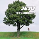 행복나무 | [제주]공항근처 항파두리 항몽유적지 나홀로나무 위치