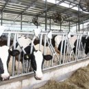 임마누엘목장 이미지