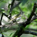 오대산의 산솔새(Eastern Crowned Warbler) 이미지