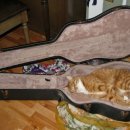 양이양이 이미지