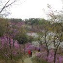 선사시대로 탐방 길(선사2코스) 이미지