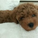 까비애견 이미지