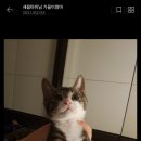 클린냥이 이미지