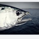 다랑참치 이미지