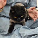 호호냥(Hohonyang) | [일산고양이미용]삭발냥