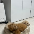 이쁘개 | 공도 애견미용 이쁜개 후기, 유기견 푸들 첫 미용 여기서 한 이유