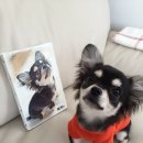 해피도그 이미지