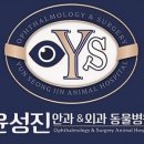 수정애견 이미지
