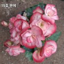 기쁨조