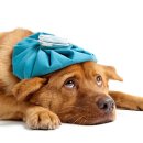 푸른들동물병원 이미지