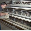 메추리농장 이미지