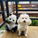 청평사계절펜션 | 가평 애견동반 독채 펜션, 강아지 수영장 만월글램핑