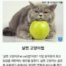 살찐 고양이 카카오 검색결과