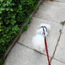 안양펫애견용품할인마트 이미지