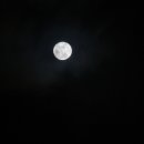 달바라기