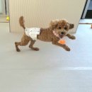 같이놀레오 이미지