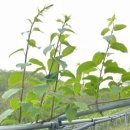 대수풀농장 이미지