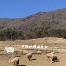 31140-7-49-21 | 화순 무등산양떼목장 광주근교 가볼만한곳 아이와 방문 후기