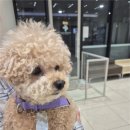 경기동물병원 | 경기광주 동물병원 우리동물메디컬센터 우리 아이 건강 관리 선택 방법