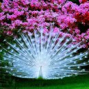 연꽃향기 이미지