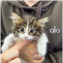 인천 강아지분양 고양이분양 미유펫 | 인천 강아지분양, 고양이분양 찾고 있다면? 미유펫 인천점 추천해:)