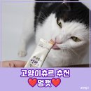 멍캣 | 기호성 좋은 고양이간식 추천 고양이츄르 멍캣 솔직 급여후기 😆